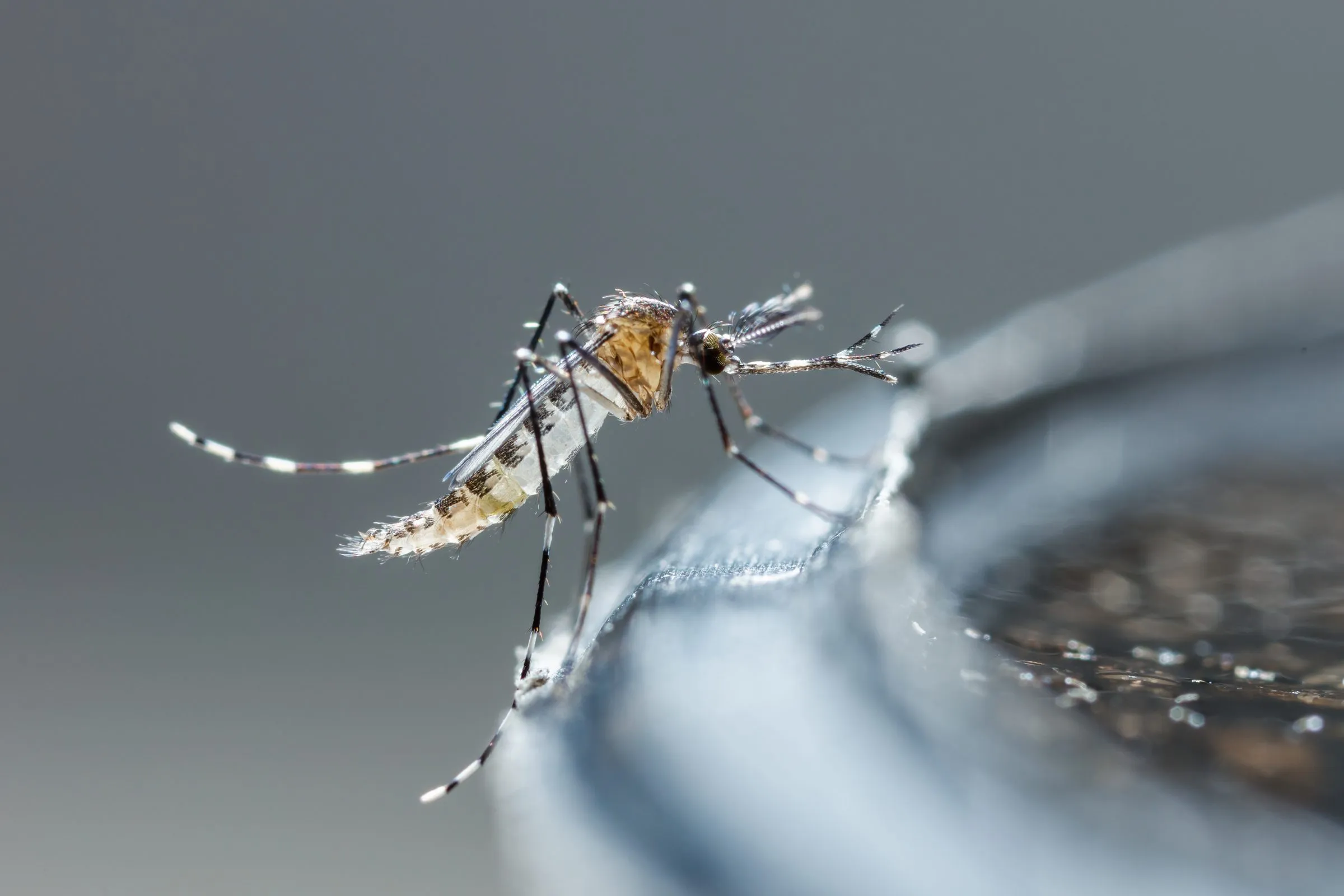 Asian tiger mosquito with black and white banded legs resting on the wet rim of a water-filled container