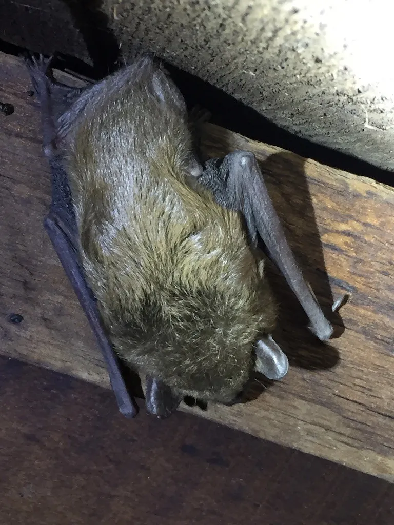 Close-up of a small brown bat clinging to a wooden beam, its wings folded against its body