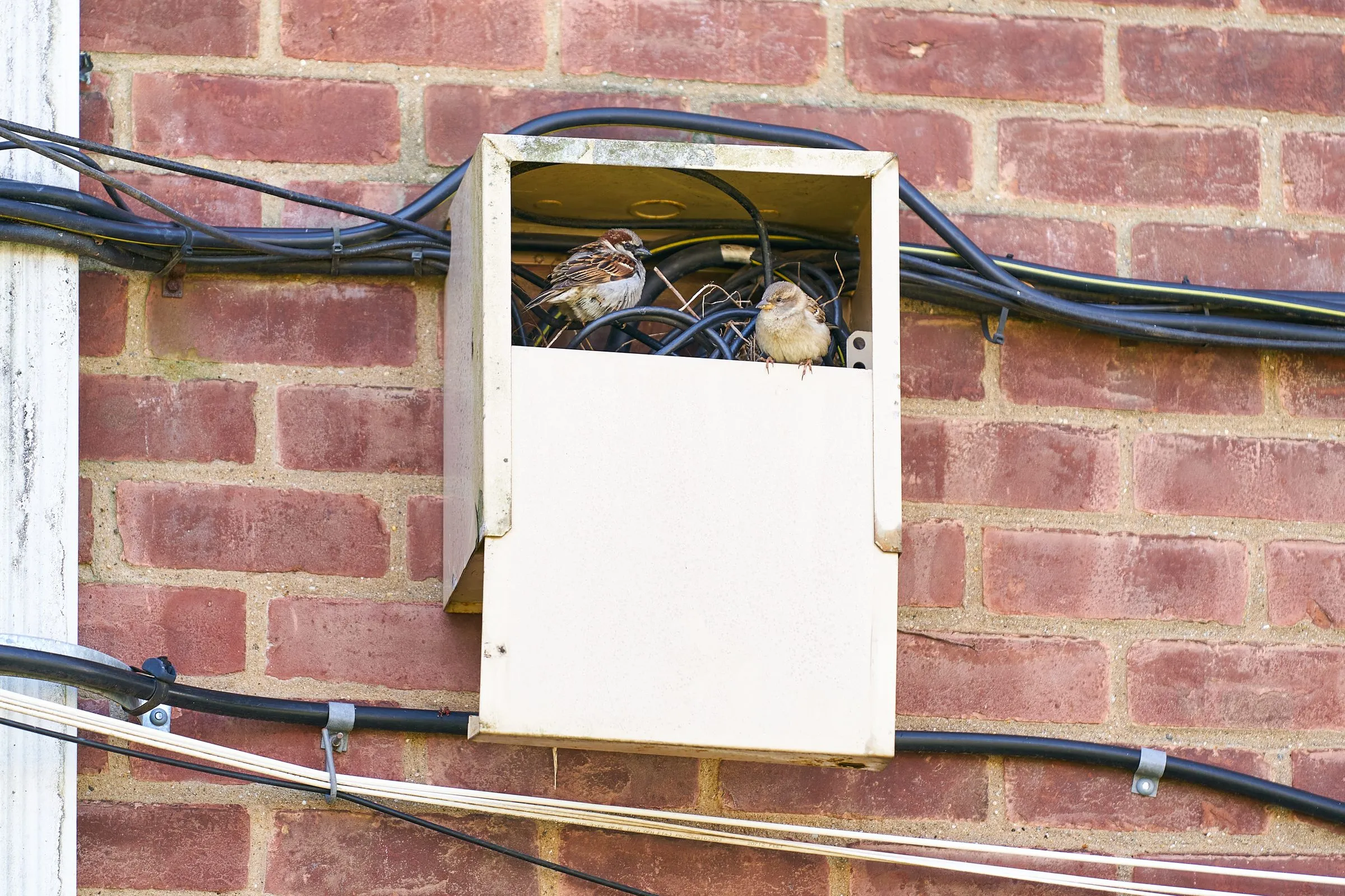 Two sparrows nesting inside an open electrical meter cabinet on a brick wall, with nesting material tangled among the service cables