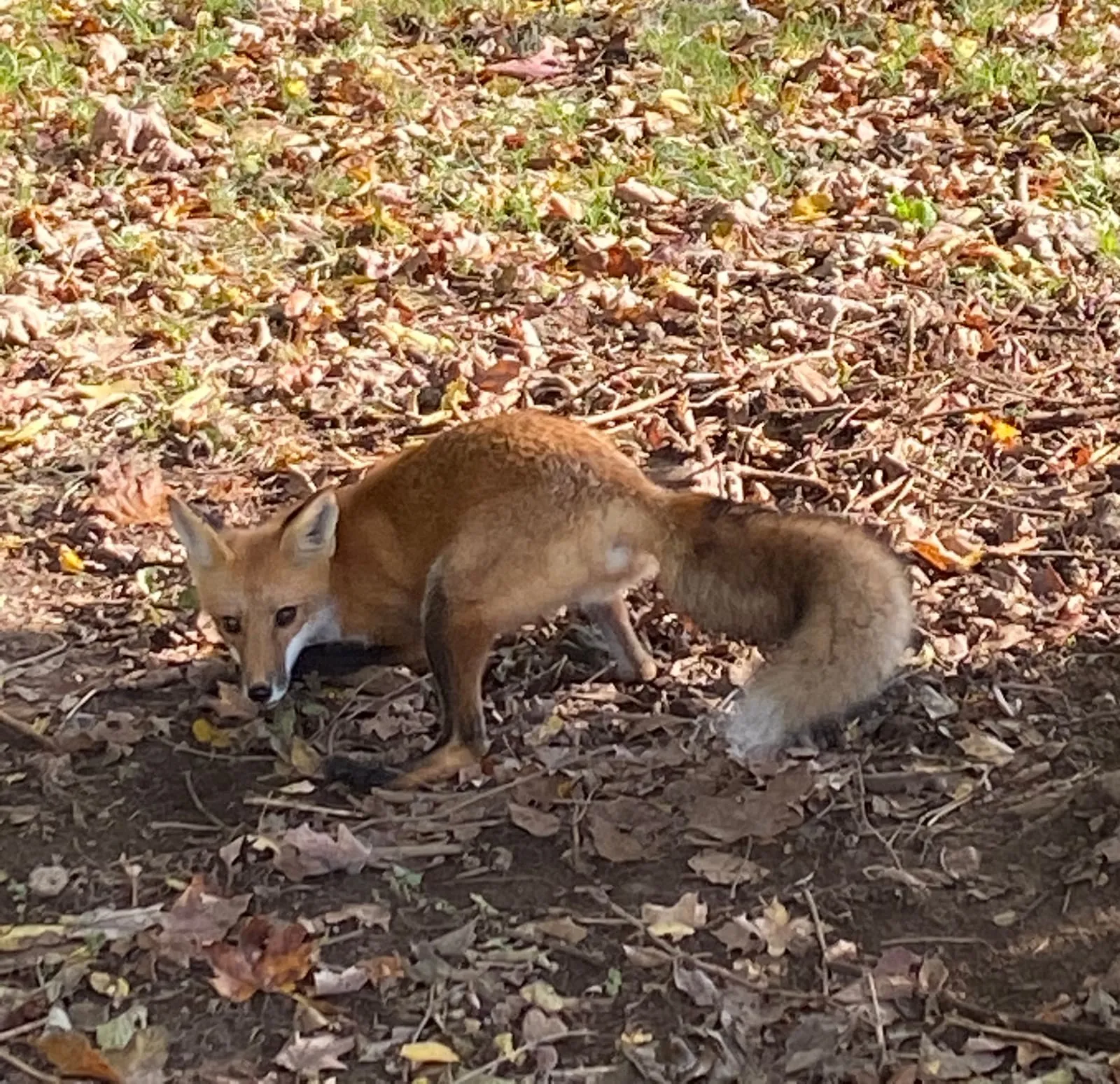 Red fox standing on leaf-covered ground, looking back over its shoulder toward the camera