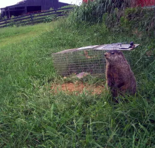 Groundhog standing upright beside a wire cage trap in tall grass, with a barn and fence in the background