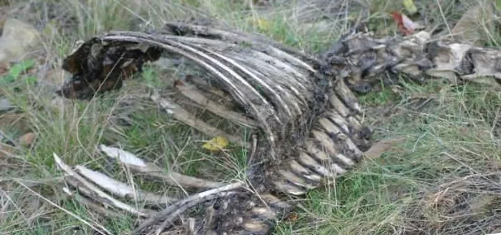 Skeletal remains of a radio-collared elk lying in grass in southeastern Kentucky